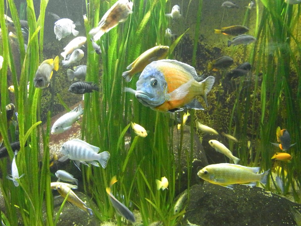 Aquarium swim nature