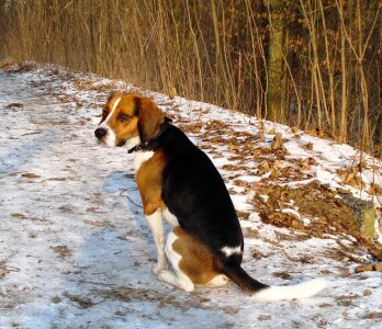 Pet winter snow