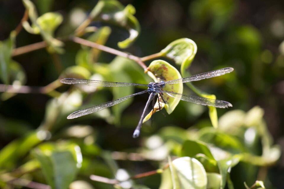 Dragonfly insects Free photos