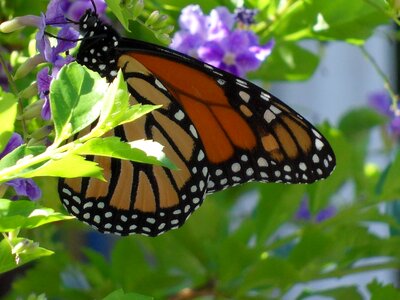 Butterfly animal insect