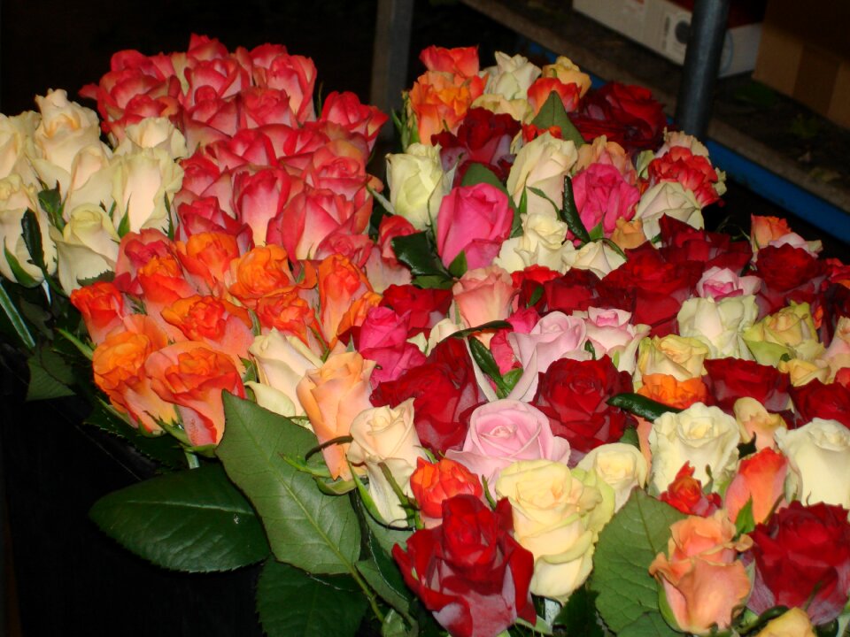 Flowers red roses valentine's day