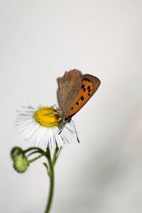 Butterfly macro insects