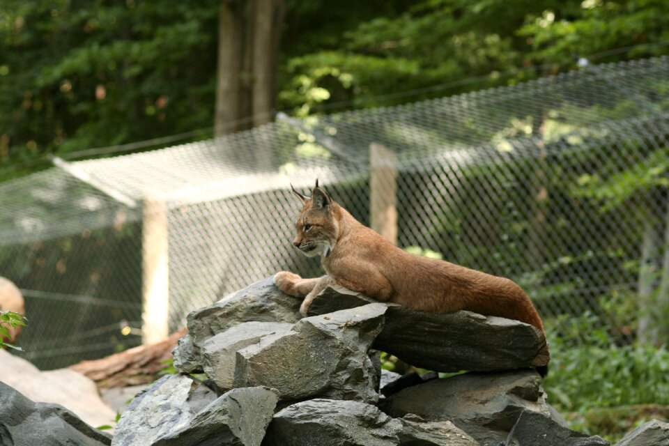 Cat big cat wildcat