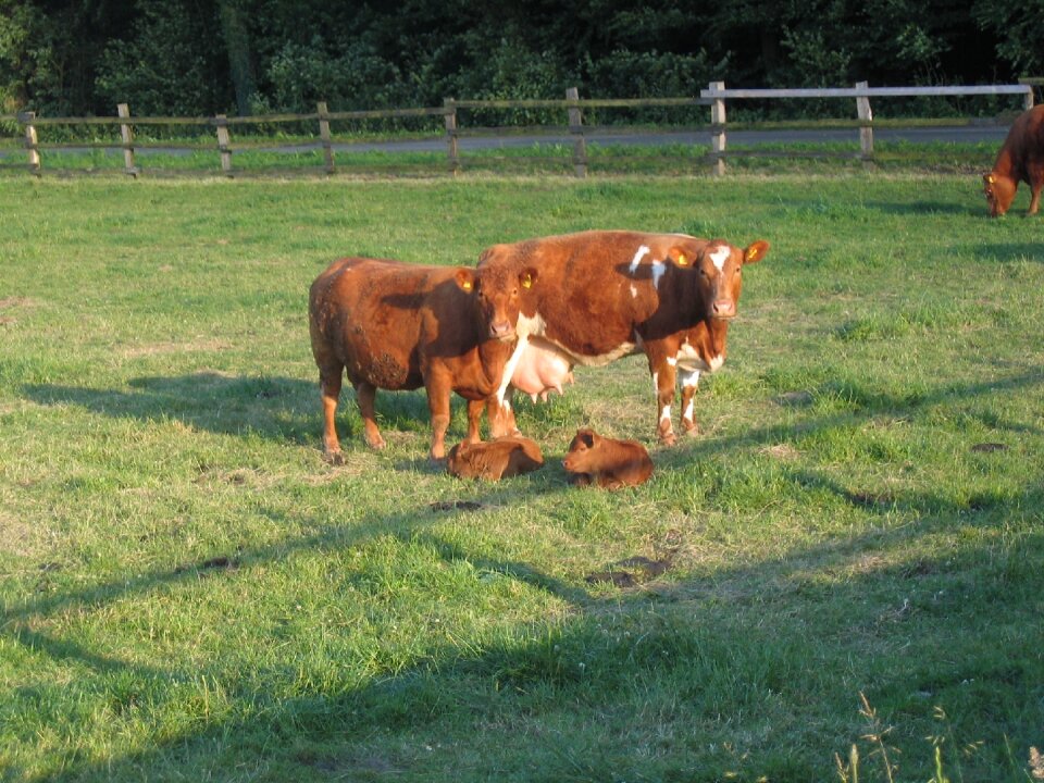 Calves livestock field