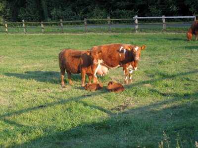 Calves livestock field photo