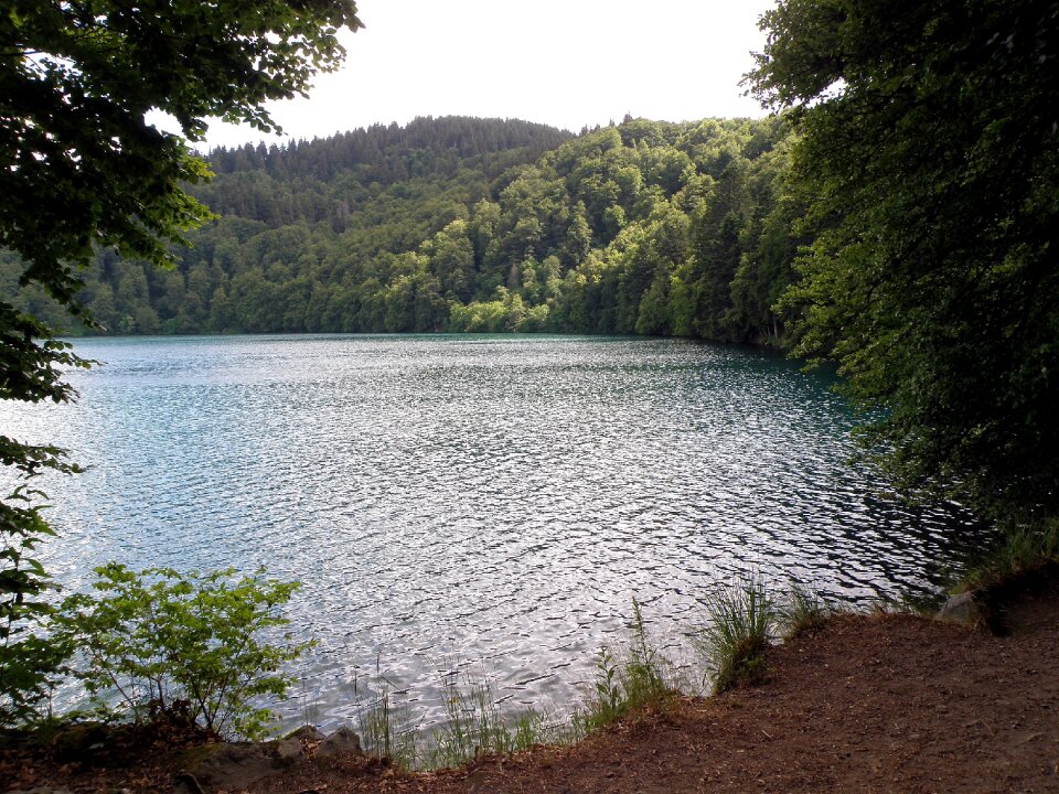 Trees lake water photo