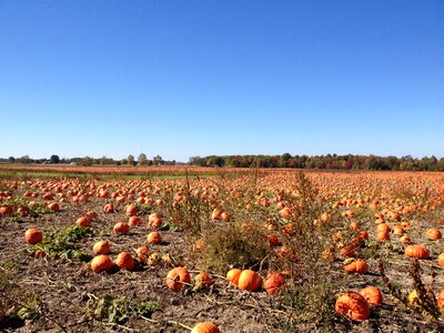 Pumpkins field pumpkin field