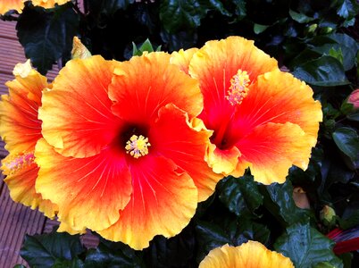 Bloom flowers botany