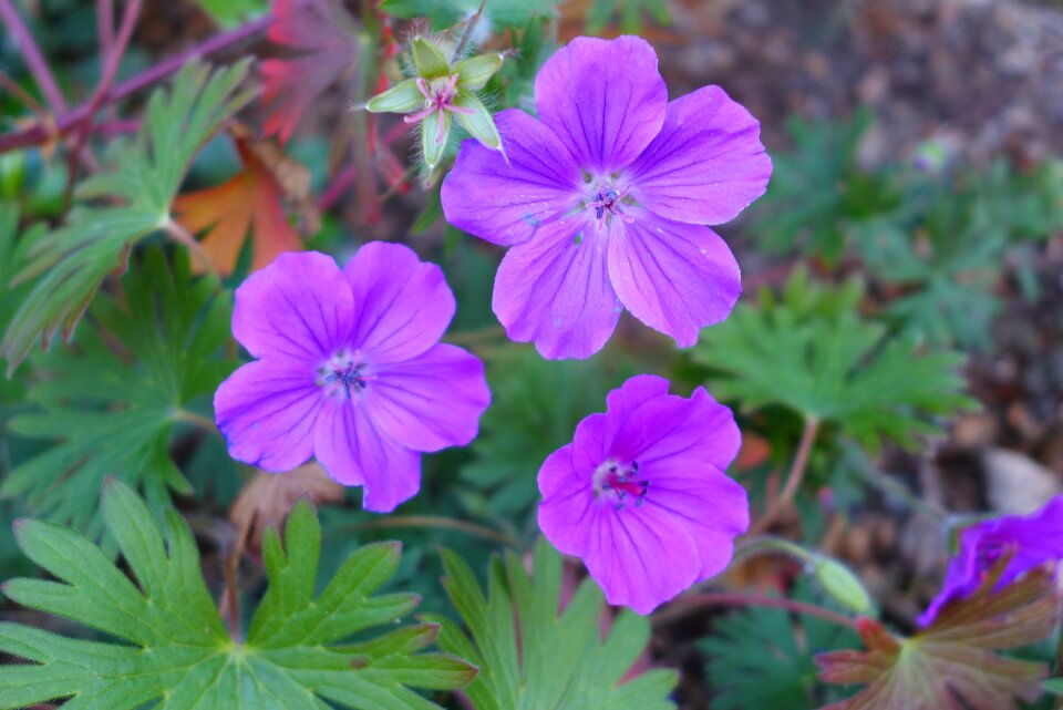 Summer flowers wild flower purple