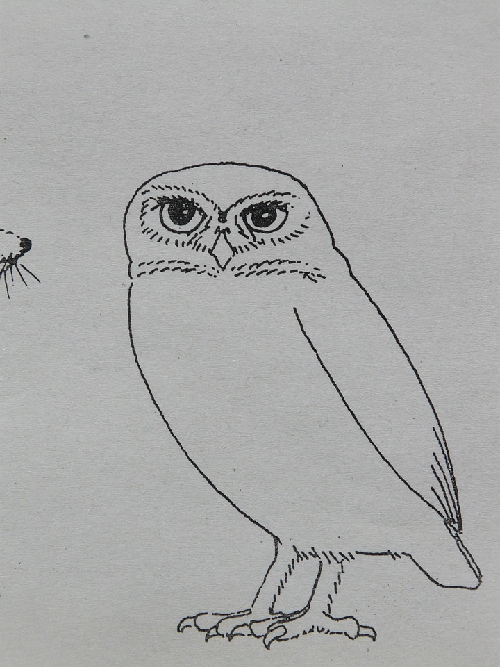 Coloring pages paint draw