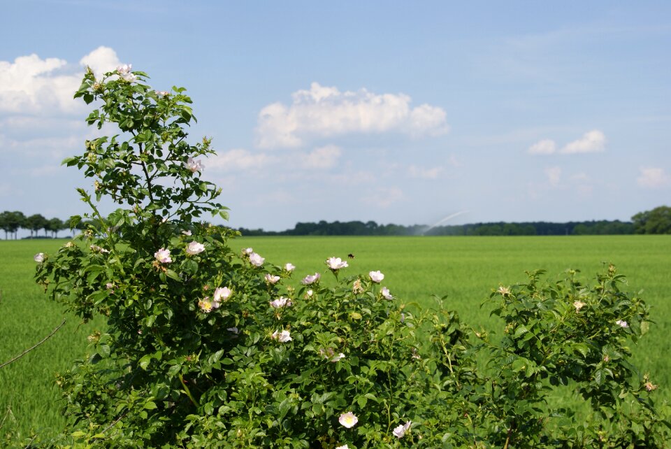 Trees light agriculture