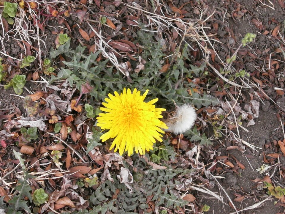 Yellow plant on the roadside