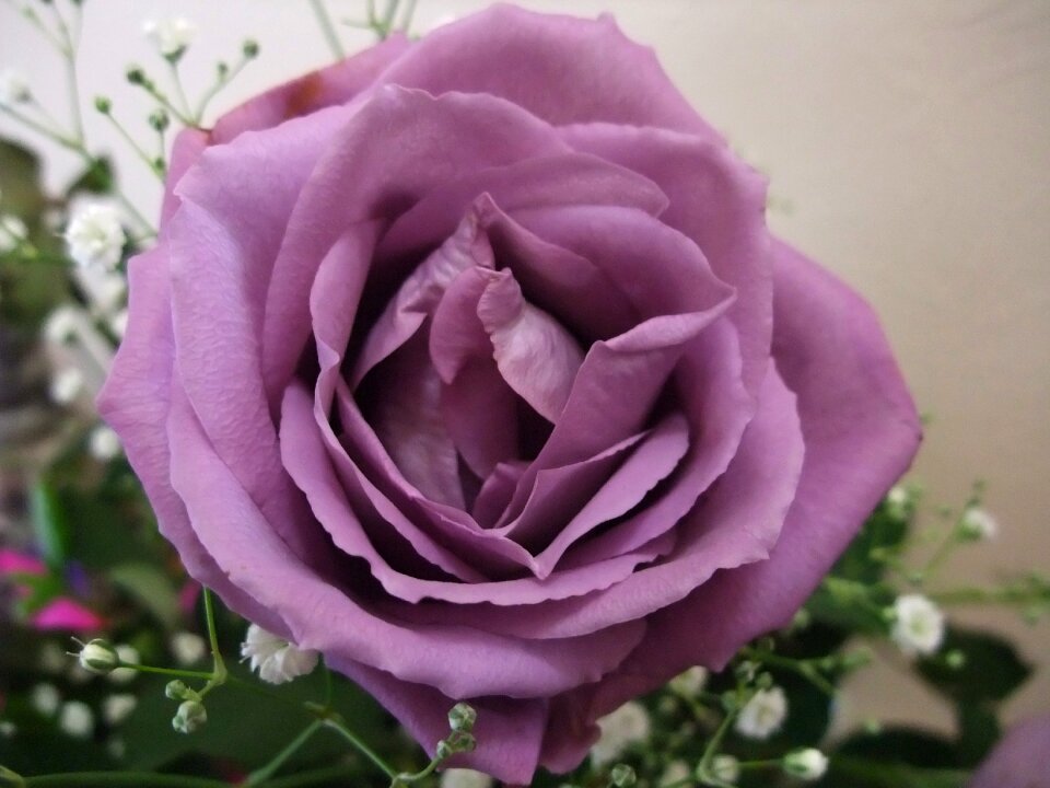 Bloom blossom beautiful