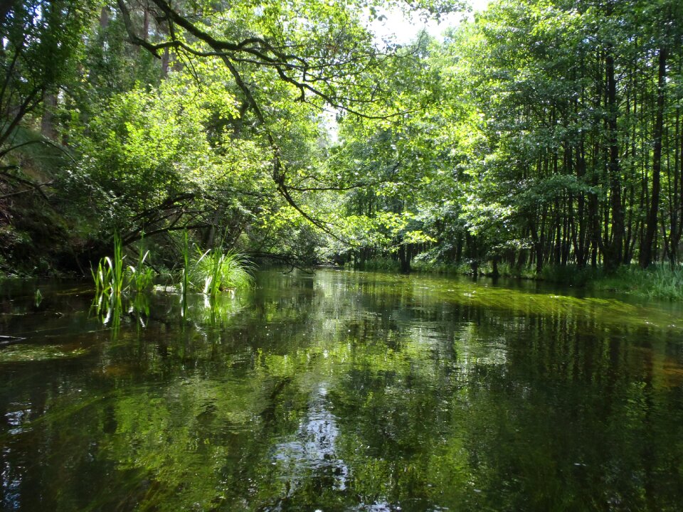 Tree green trees river summer