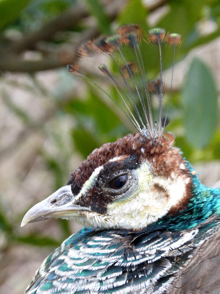 Nature head feather