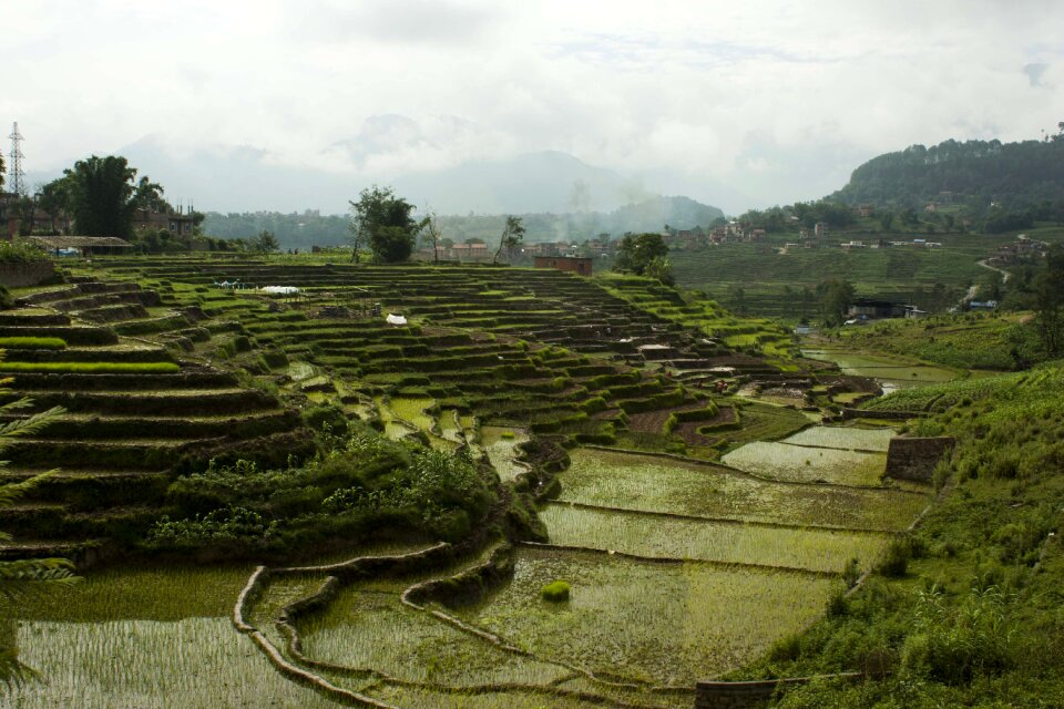 Terrace farming nepal rice plantations