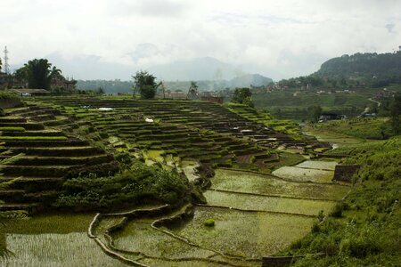 Terrace farming nepal rice plantations
