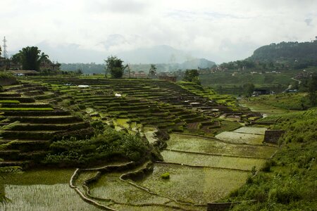 Terrace farming nepal rice plantations photo