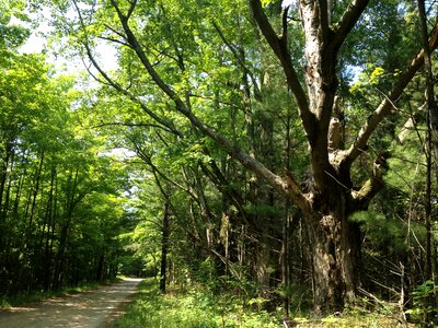 Leaves road summer