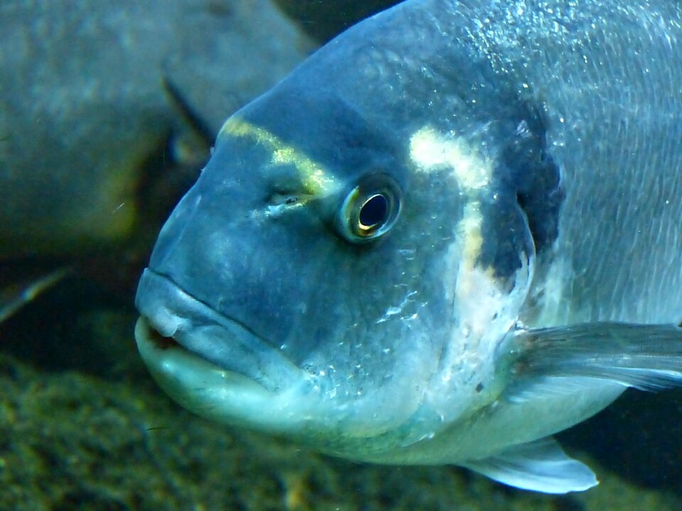 Water aquarium underwater photo