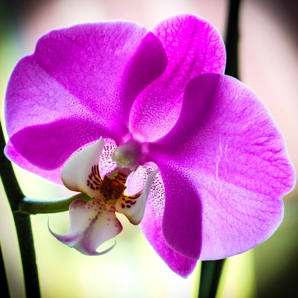 Orchid macro violet