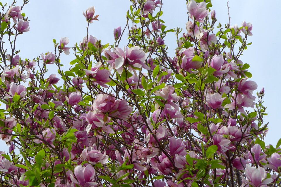 Flower tree pink garden