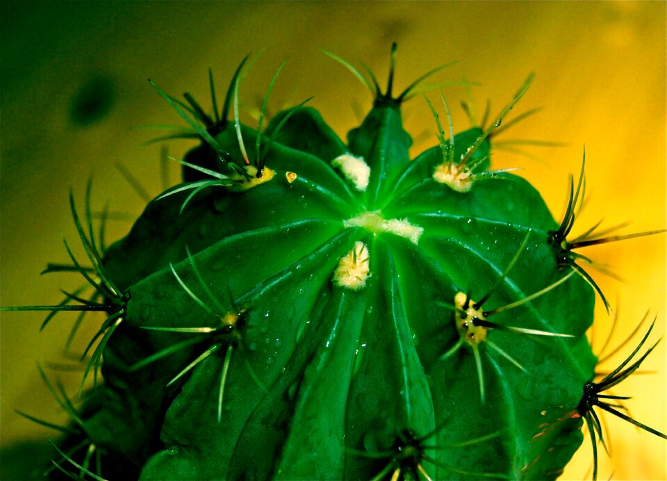 Green plant aua