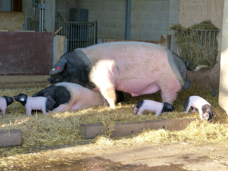 Piglet animal mammal