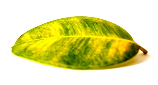 Nature cut out green