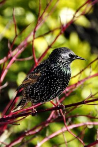 Bird winter dress plumage