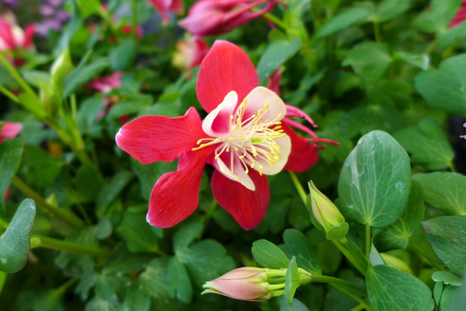 Red flower flower wild flower