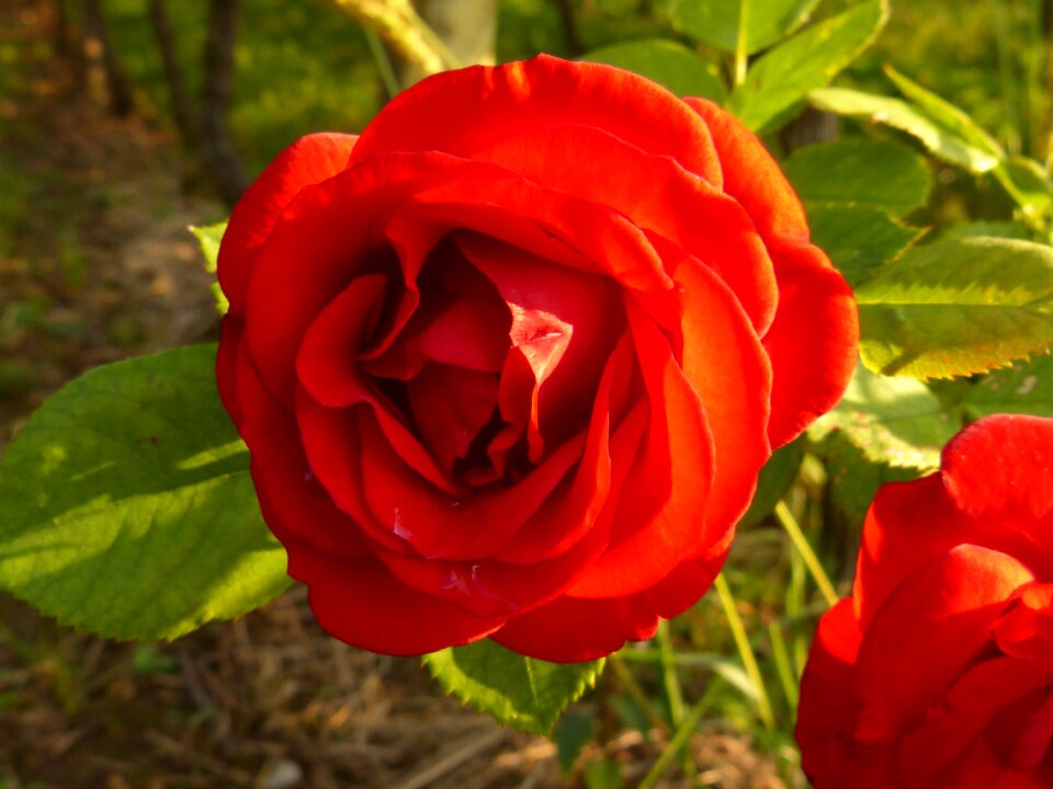 Red nature plant