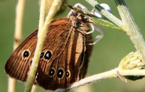 Catching butterfly hunting photo