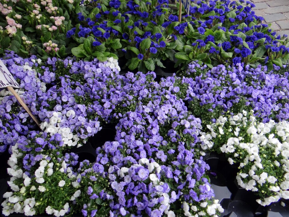 Bluebells double campanuela auricles double auricles