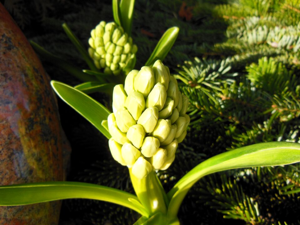Spring plants nature