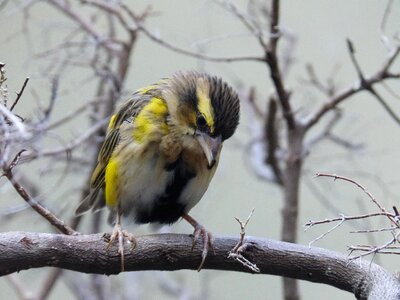 Nature colorful yellow