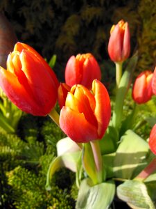 Spring tulips green plants