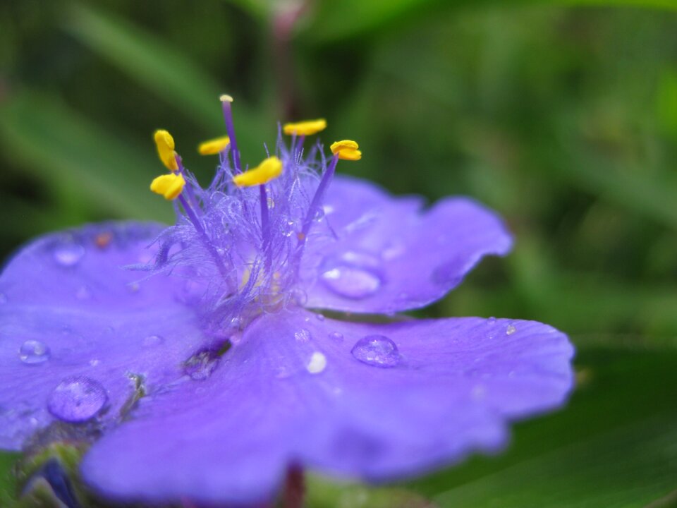 Bloom drop of water purple