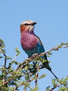 Botswana animal purple
