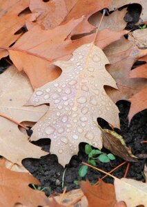 Fallen autumn leaves photo