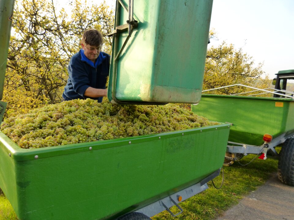 Winemaker harvest grapes