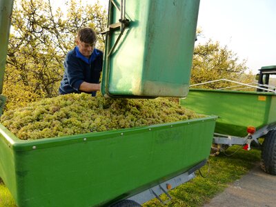 Winemaker harvest grapes