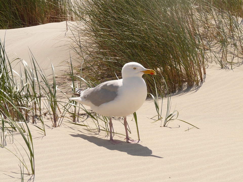 Windy larus argentatus species