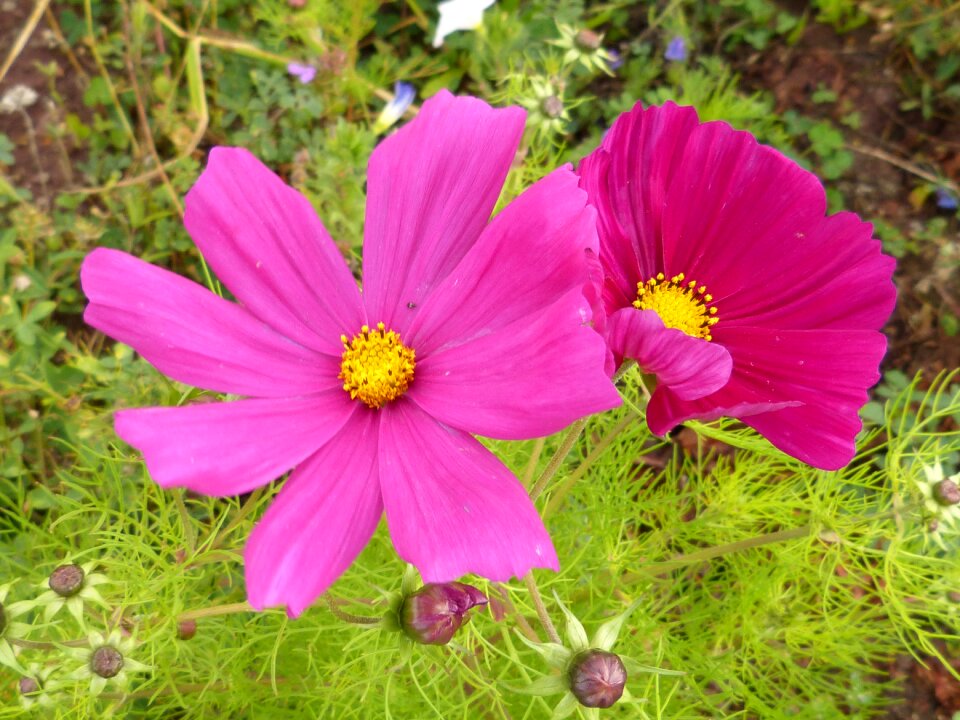 Pink red garden
