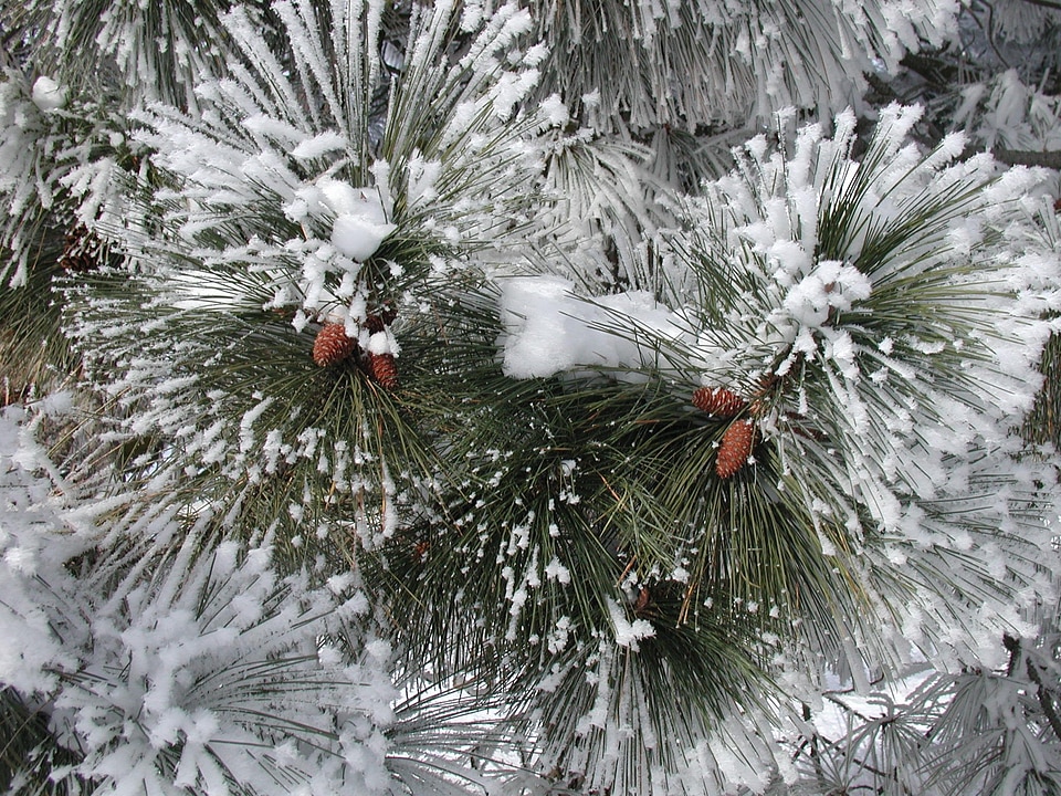 Frozen leaves snow