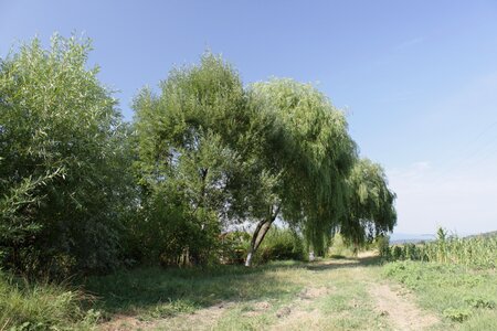 Natural summer weeping willow tree