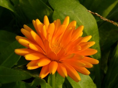 Yellow orange nature photo
