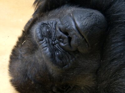 Ape animal mammal