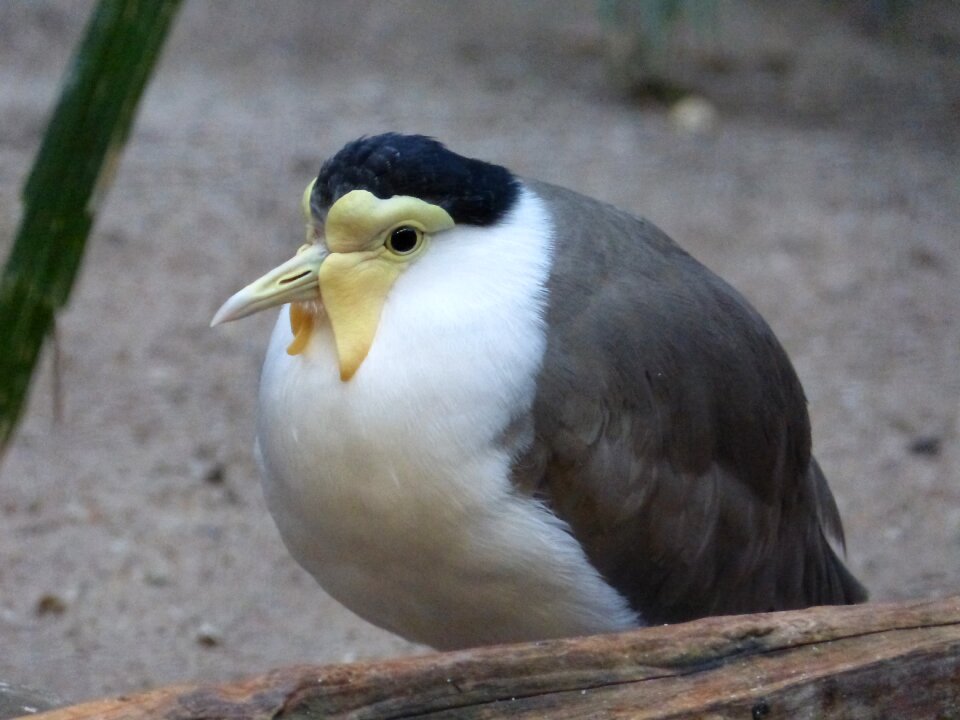 Feather white yellow