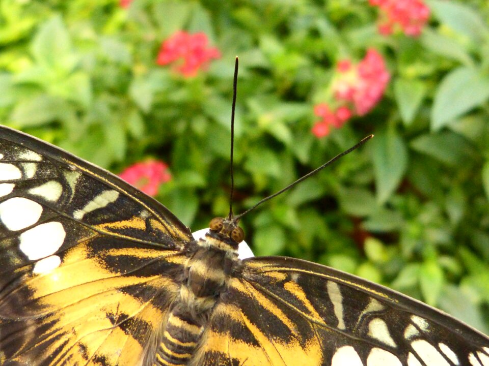 Nature wing flight insect
